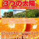 冷凍みかん 冷凍 みかん 蜜柑 ミカン 愛媛県 西宇和産 甘い 美味しい おいしい おやつ デザート 夏 大容量 小分け 皮付き 流水解凍 自然 【納期区分：E】【nk00000125】