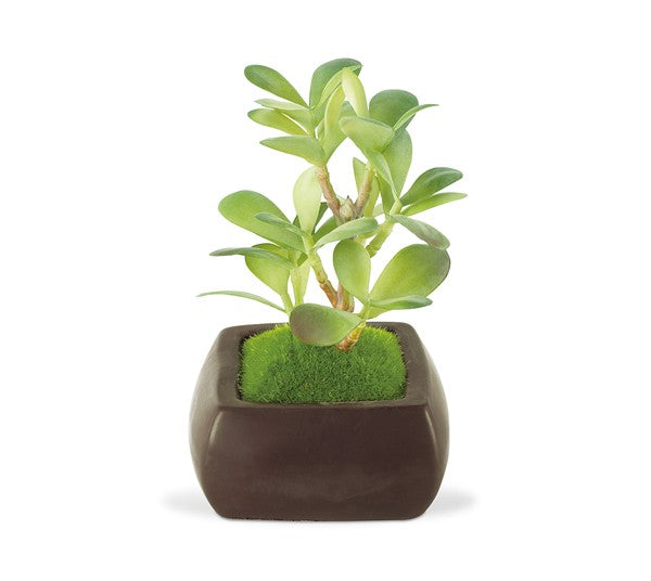 盆栽 苔 人工 観葉植物 インテリア リアル 消臭 抗菌 ミニ 小型 和 【納期A】【toh-288808】