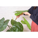 フェイクグリーン クワイズモ 観葉植物 インテリアグリーン リアル 鉢付き ベースつき おしゃれ 玄関 リビング オフィス 会社 カフェ レストラン 雑貨 装飾 【納期B】【azm-grn-16】