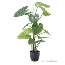 フェイクグリーン クワイズモ 観葉植物 インテリアグリーン リアル 鉢付き ベースつき おしゃれ 玄関 リビング オフィス 会社 カフェ レストラン 雑貨 装飾 【納期B】【azm-grn-16】