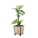 プランンターカバー おしゃれ 北欧 ナチュラル カントリー アジアン 脚付き 鉢カバー 観葉植物 インテリア グリーン スタイリッシュ リビング 玄関 寝室 【納期B】【azm-guy-924】