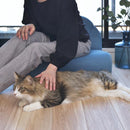 ペット用ソファ 猫 ネコ ねこ 小型犬 イヌ いぬ ミニサイズ ソファー シェル型 貝 モチーフ デニム風生地 おしゃれ インテリア カジュアル かわいい リビング 【納期A】【azm-pet-65】