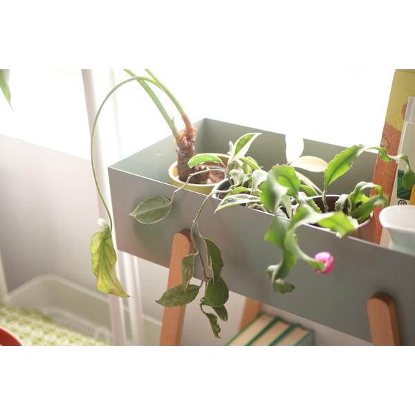 プランタースタンド プランター スタンド ラック 観葉植物 土台 フレーム 装飾台 飾り 棚 収納 ナチュラル 北欧 かわいい 天然木製 玄関 ガーデニング シンプル 【納期B】【azm-pw-51】