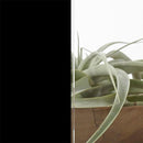 ガラスフィルム 窓 シート 目隠し 窓ガラス フィルム 防犯フィルム 飛散防止フィルム 真っ黒 全く見えない オペークブラック diy 3M ファサラ SH2BKOP 幅1270mm 【納期A】【lic-gf-3m-054】