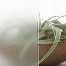 ガラスフィルム 窓 シート 目隠し 防犯 窓ガラス フィルム 飛散防止フィルム 曇りガラス調 すりガラス風 ファインクリスタル diy 3M ファサラ SH2FNCR 幅1270mm 【納期A】【lic-gf-3m-064】