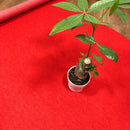 パンチカーペット 防炎 日本製 内装 床材 展示場 催事 イベント会場 黒 ブラック 白 ホワイト グレー 赤 緑 青 ニードル リックパンチ 重歩行 幅182cm 長さ25m 【納期B】【lic-pnc-018】