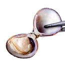 しじみ 大粒 国産 冷凍 宍道湖 大和シジミ しじみ貝 大きい 貝 殻付き ミネラル豊富 砂抜き不要 酒蒸し 炊き込みご飯 みそ汁 大容量 1kg 【納期E】【nk00000140】