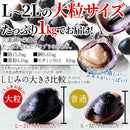 しじみ 大粒 国産 冷凍 宍道湖 大和シジミ しじみ貝 大きい 貝 殻付き ミネラル豊富 砂抜き不要 酒蒸し 炊き込みご飯 みそ汁 大容量 1kg 【納期E】【nk00000140】
