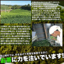 抹茶 粉末 まっ茶 宇治茶 宇治抹茶 200g 京都南山城産 緑茶 国産 日本茶 日本産 美容 健康 京都産茶葉 ビタミン ミネラル ホット アイス 【納期E】【sm00010241】