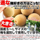 カリカリ梅 500g 無着色 お徳用 国産 かりんこ梅 ウメボシ うめぼし 梅干し 着色料不使用 ヘルシー 国内製造 個包装 白加賀 大粒 肉厚 果肉 【納期E】【sm00010501】