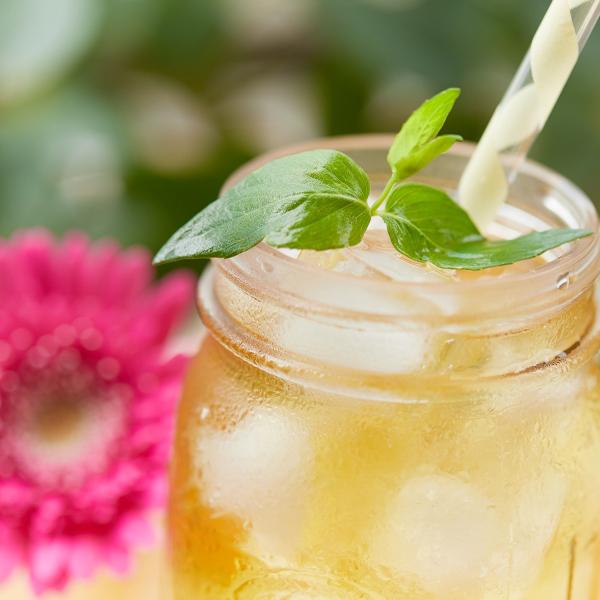 コンブチャ 酵母 紅茶キノコ 菌活 お茶 ハーブ ポリフェノール コラーゲン ダイエット 便秘 ルイボスティー 醗酵 砂糖不使用 保存料 無着色 【納期A】【sm00010517】