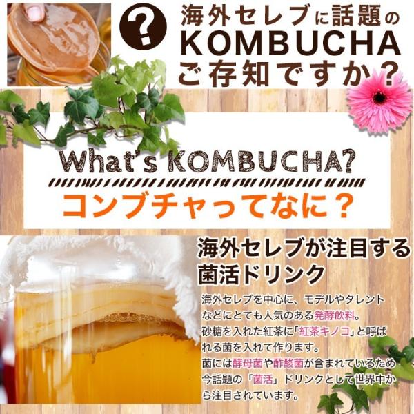 コンブチャ 酵母 紅茶キノコ 菌活 お茶 ハーブ ポリフェノール コラーゲン ダイエット 便秘 ルイボスティー 醗酵 砂糖不使用 保存料 無着色 【納期A】【sm00010517】