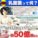 乳酸菌 サプリ ビフィズス菌 サプリメント 食物繊維 オリゴ糖 菌活 美容 健康 ダイエット 死菌 セルロース 国産 日本製 安心 安全 大容量 【納期A】【sm00010524】