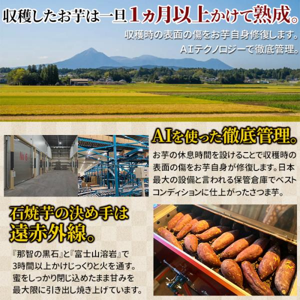 冷やし焼き芋 冷たい やきいも 紅あずま 北海道 紅はるか 宮崎