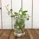 花瓶 花器 ガラスベース おしゃれ シンプル クリア ヨーロピアン アンティーク調 【納期A】【toh-254650】