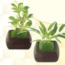盆栽 苔 人工 観葉植物 インテリア リアル 消臭 抗菌 ミニ 小型 和 【納期A】【toh-288808】