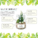多肉植物 サボテン インテリア フェイクグリーン 観葉植物 CT触媒 消臭 防汚 抗菌 造木 小型 瓶 【納期A】【toh-289100】