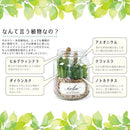 多肉植物 サボテン インテリア フェイクグリーン 観葉植物 CT触媒 消臭 防汚 抗菌 造木 小型 瓶 【納期A】【toh-289100】