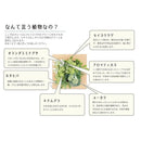 インテリアグリーン 観葉植物 フレーム 手入れ不要 CT触媒 消臭 抗菌 防汚 【納期A】【toh-289182】