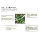 インテリアグリーン 観葉植物 フレーム 手入れ不要 CT触媒 消臭 抗菌 防汚 【納期A】【toh-289182】