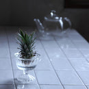 ガラス容器 水耕栽培 野菜 植物 花瓶 カップ フラワーベース インテリアグリーン 観葉植物 家庭菜園 キッチン プランター リサイクル 再生野菜 へた 根っこ 【納期A】【toh-377422】