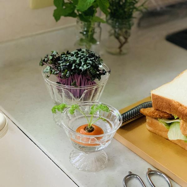 ガラス容器 水耕栽培 野菜 植物 花瓶 カップ フラワーベース インテリアグリーン 観葉植物 家庭菜園 キッチン プランター リサイクル 再生野菜 へた 根っこ 【納期A】【toh-377422】