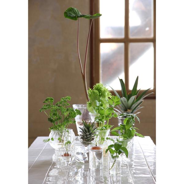 ガラス容器 水耕栽培 野菜 植物 花瓶 カップ フラワーベース インテリアグリーン 観葉植物 家庭菜園 キッチン プランター リサイクル 再生野菜 へた 根っこ 【納期A】【toh-377422】